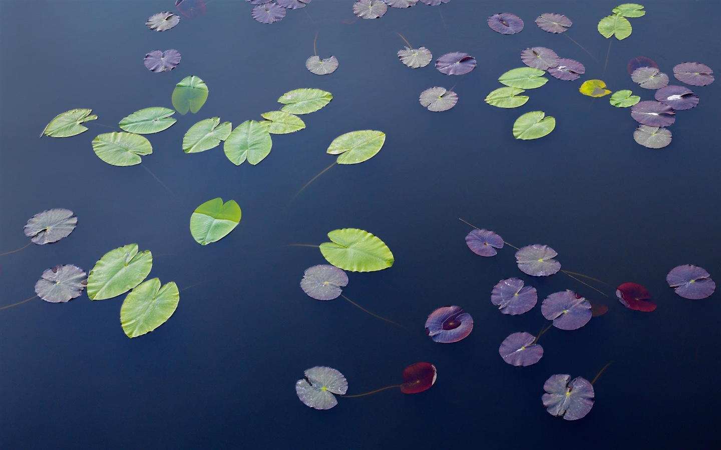 瑞典四季自然美景 高清壁紙 #16 - 1440x900