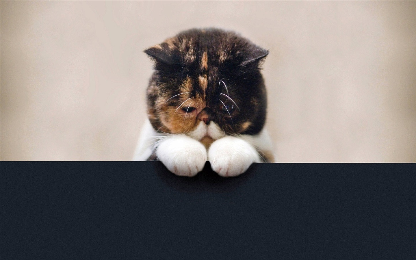 趣味搞怪的猫咪高清壁纸13 - 1440x900