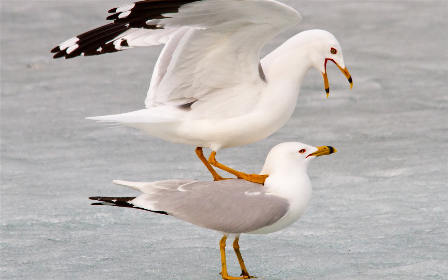 Sea bird seagull HD wallpapers #14 - 1440x900