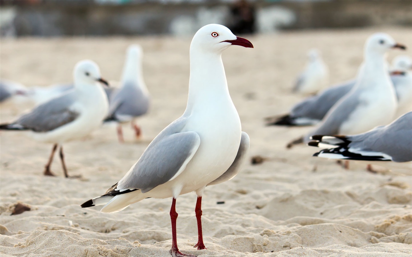 海上的鳥 海鷗高清壁紙 #17 - 1440x900