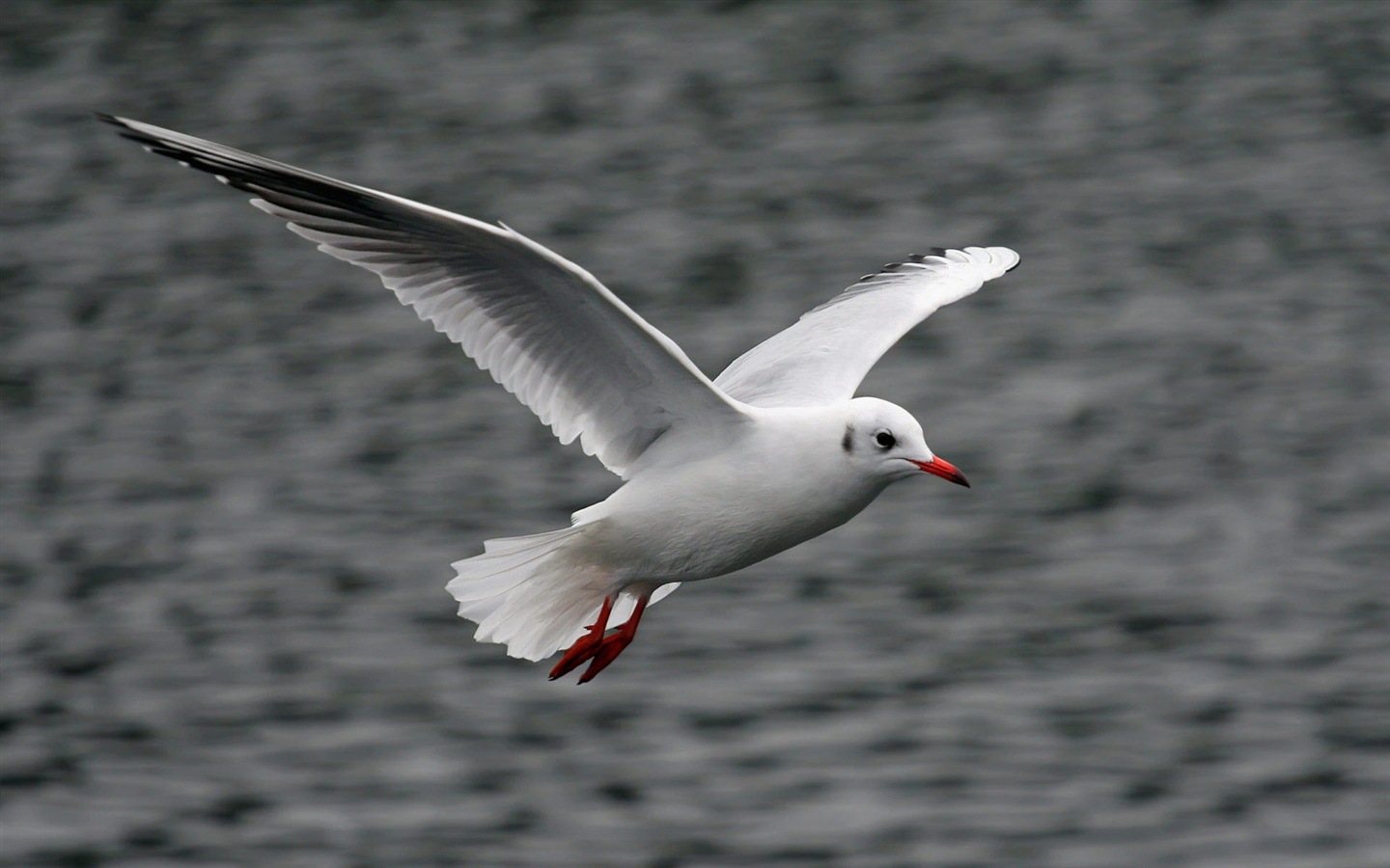 海上的鳥 海鷗高清壁紙 #20 - 1440x900