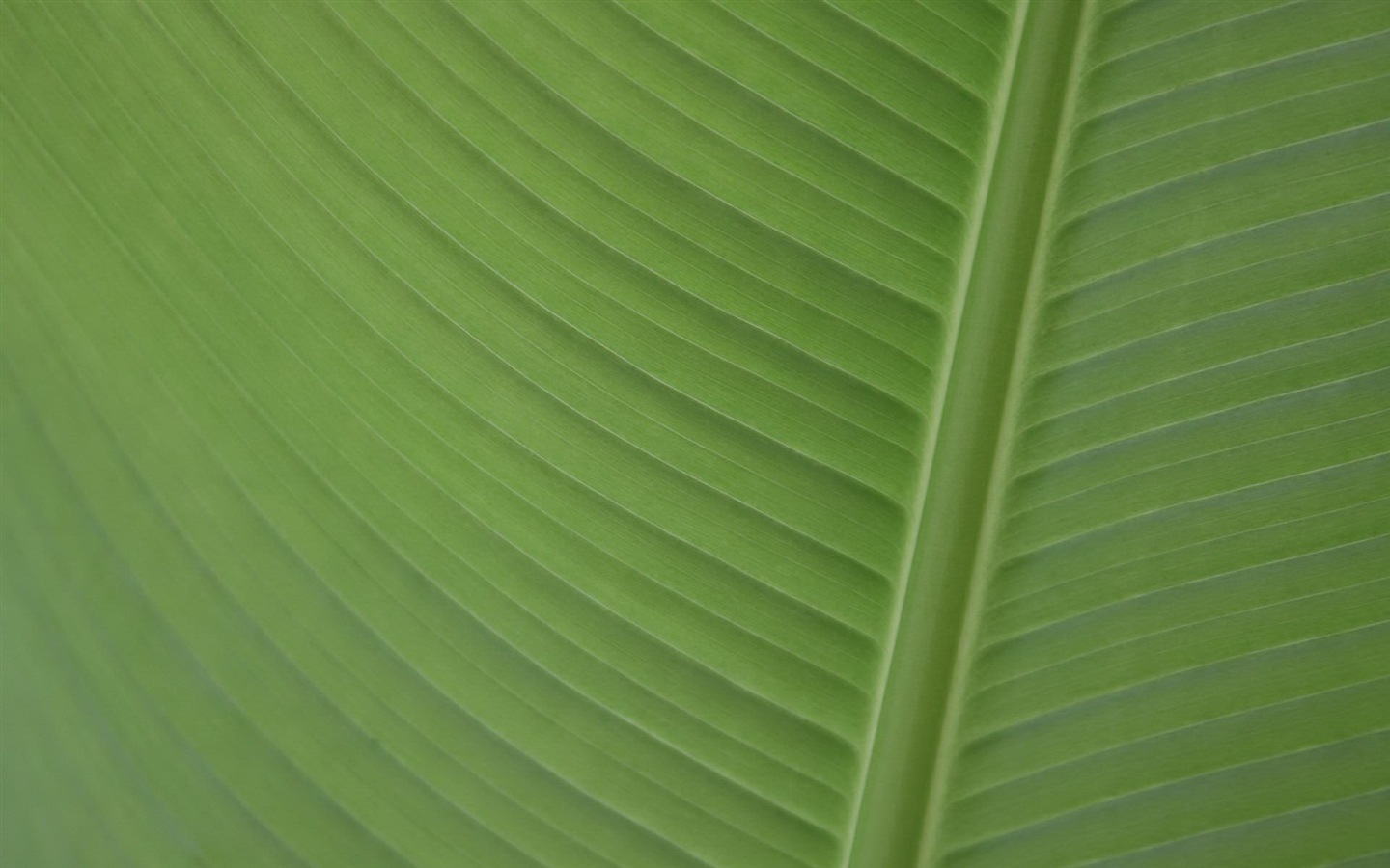 Linux Mint 15 Olivia 高清壁紙 #12 - 1440x900