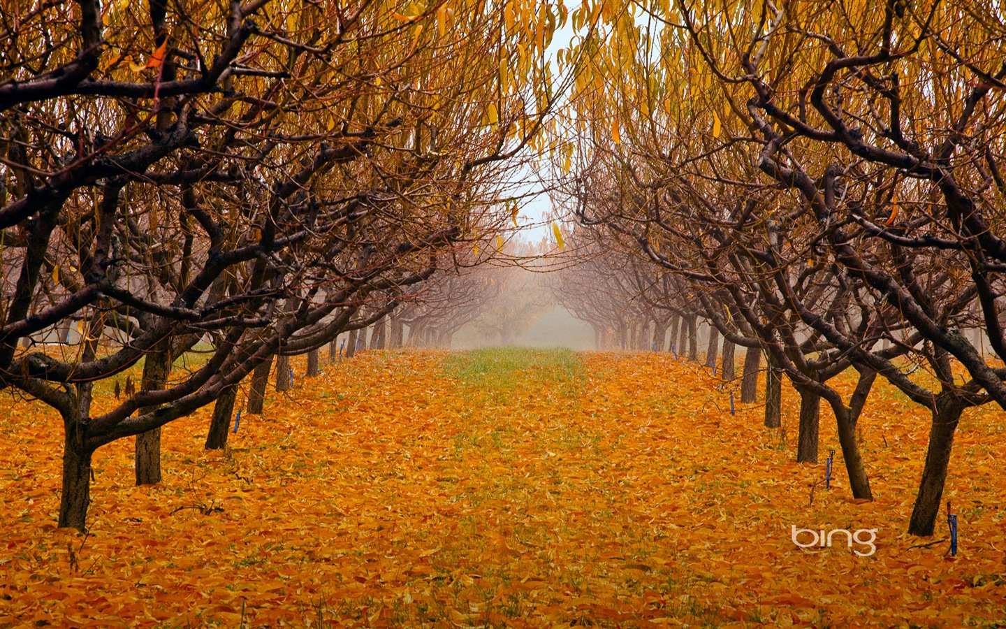 2013 Bing podzimní krajiny, zvířata, tapety HD městské #28 - 1440x900
