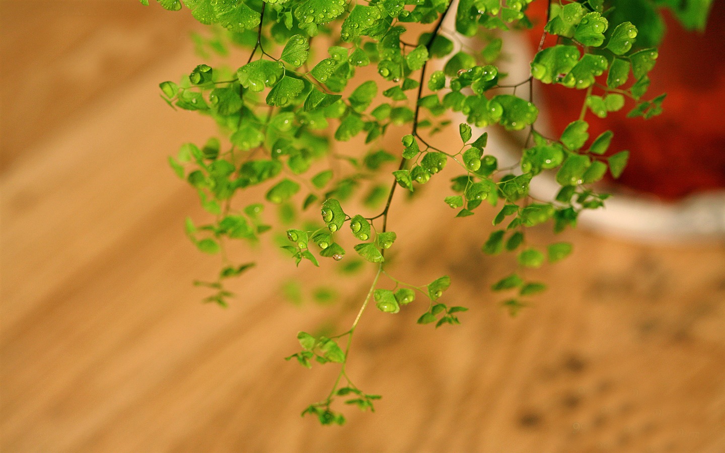 Adiantum 녹색 식물 HD 배경 화면 #7 - 1440x900