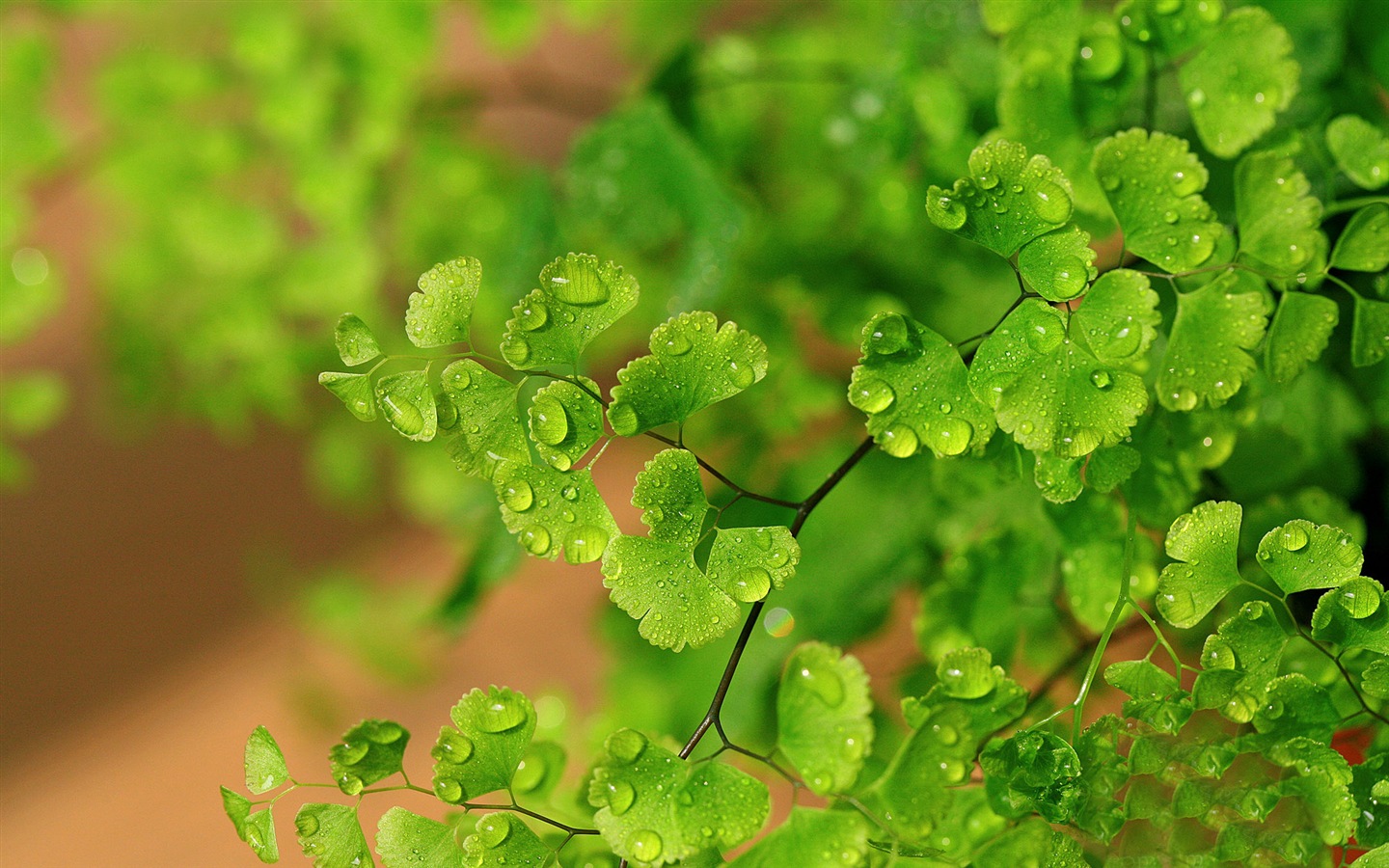 Adiantum 녹색 식물 HD 배경 화면 #9 - 1440x900