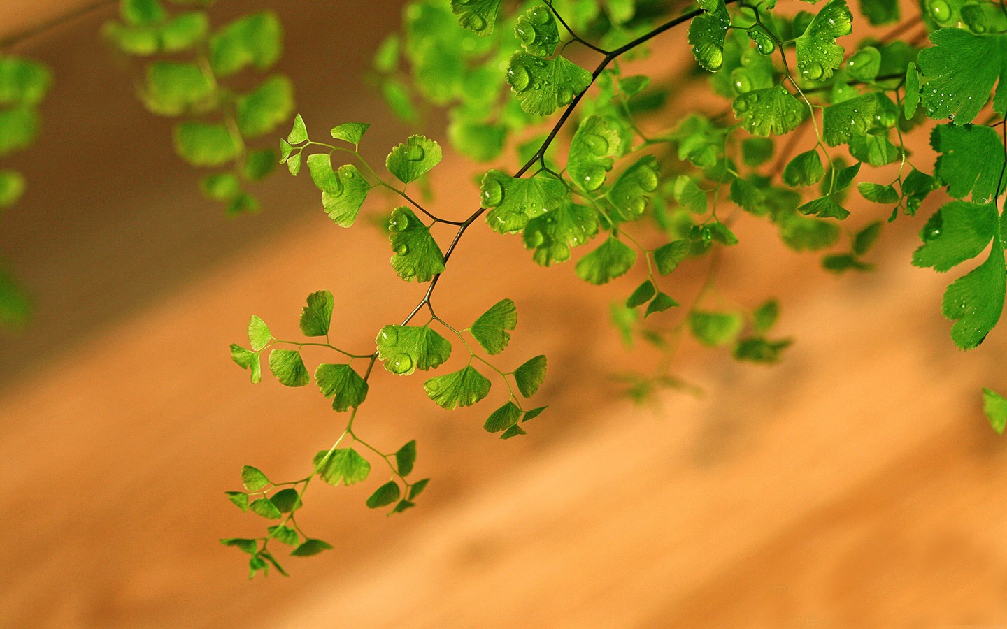 Adiantum verde plantas HD wallpapers #11 - 1440x900