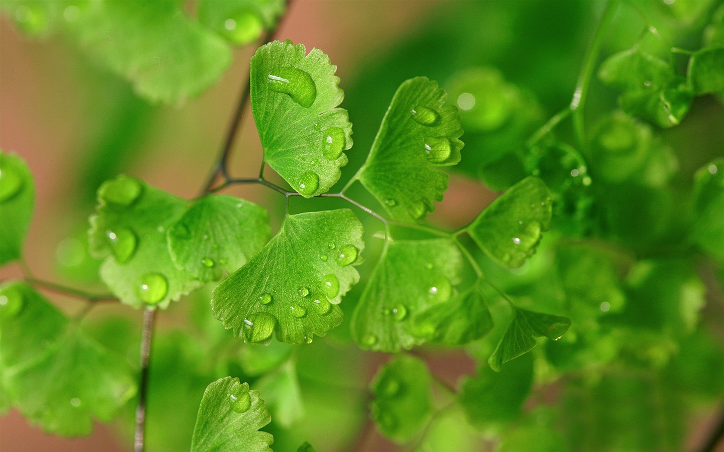 Adiantum 녹색 식물 HD 배경 화면 #13 - 1440x900