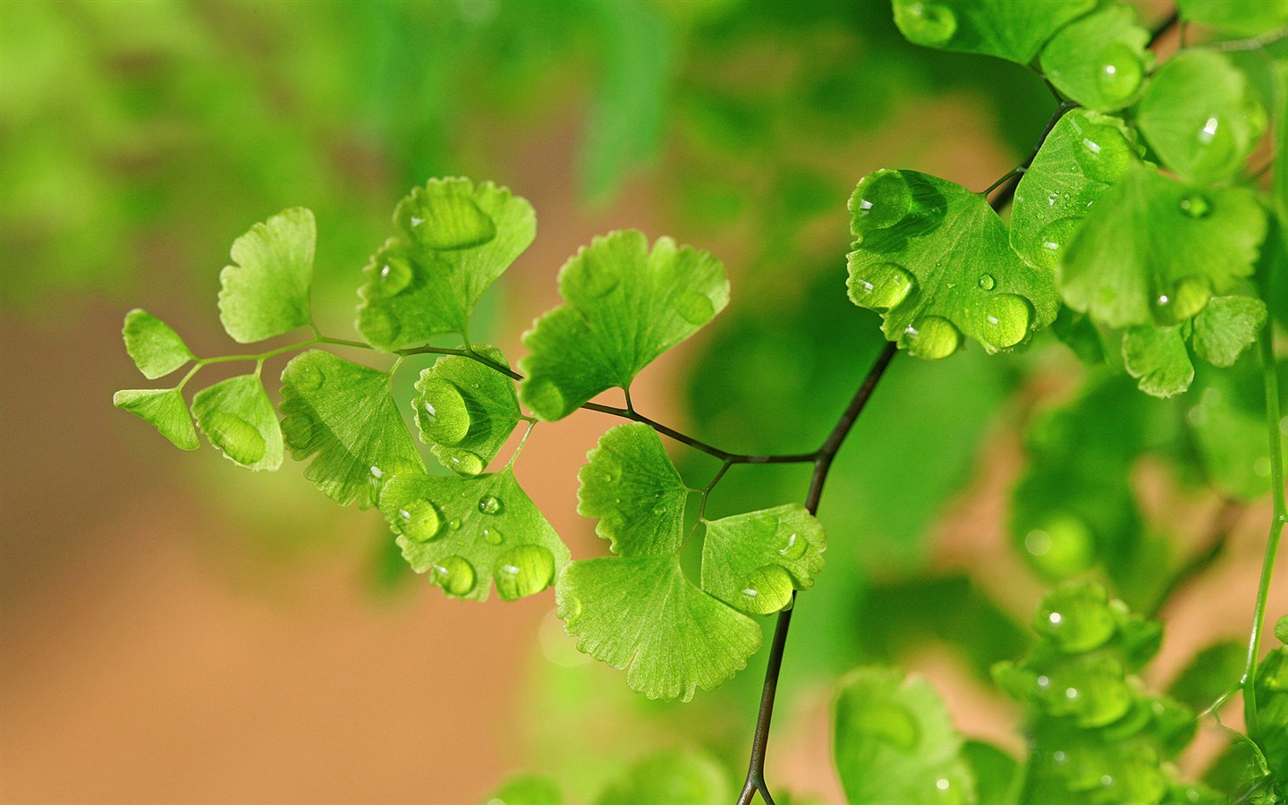 Adiantum 녹색 식물 HD 배경 화면 #16 - 1440x900