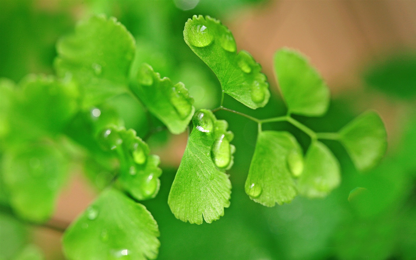 Adiantum 녹색 식물 HD 배경 화면 #19 - 1440x900
