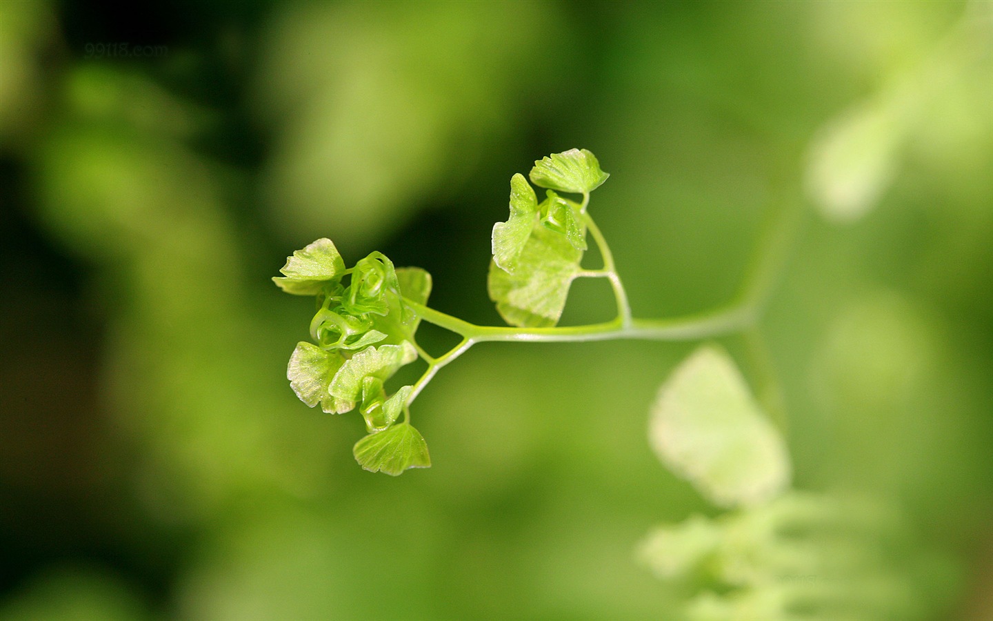 Adiantum 녹색 식물 HD 배경 화면 #20 - 1440x900