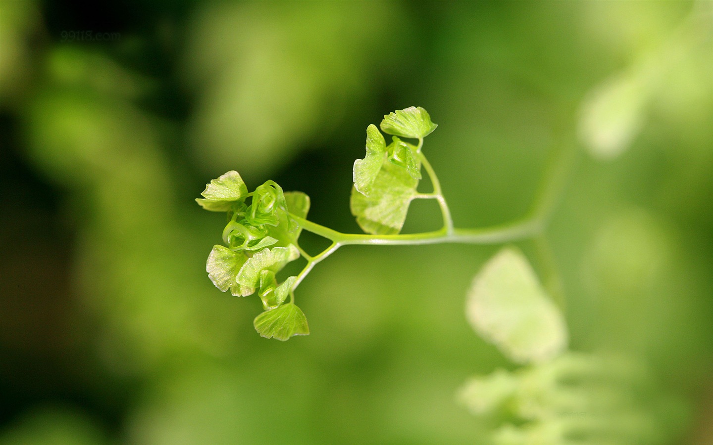 鐵線蕨綠色植物高清壁紙 #20 - 1440x900