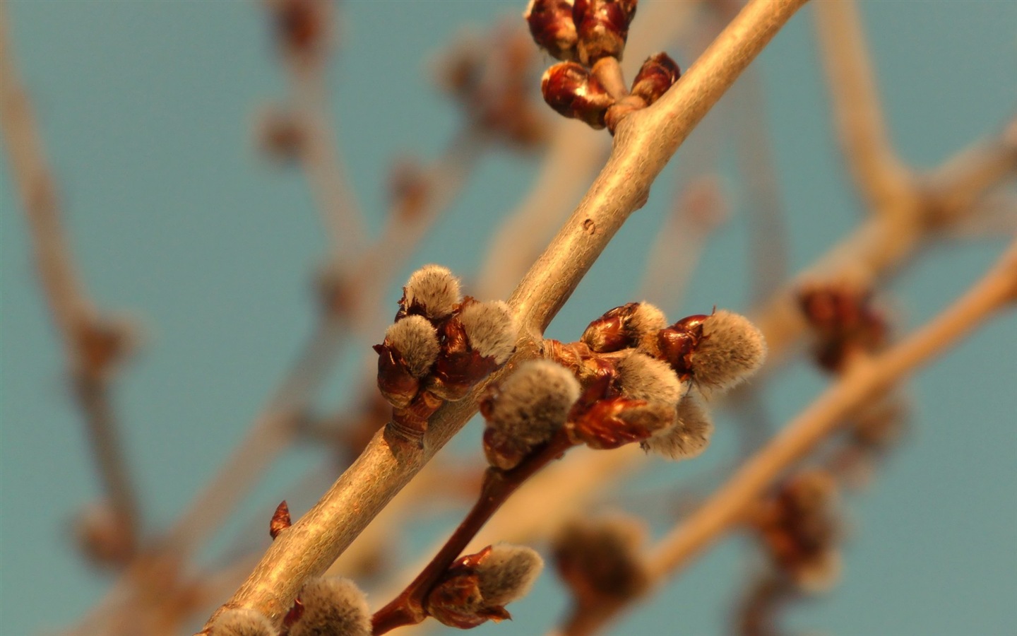 Spring buds on the trees HD wallpapers #4 - 1440x900