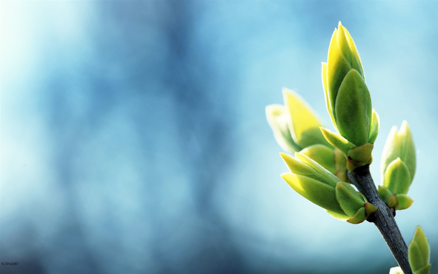 Spring buds on the trees HD wallpapers #10 - 1440x900