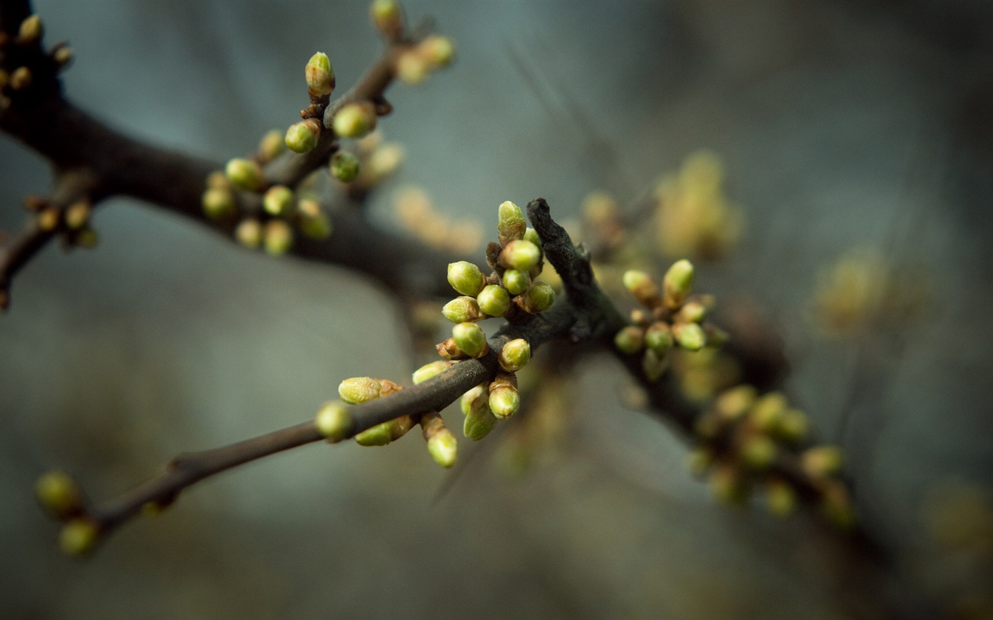 Spring buds on the trees HD wallpapers #15 - 1440x900