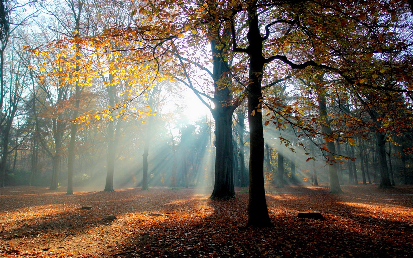 Automne feuilles rouges des arbres d'écran HD forêt #6 - 1440x900