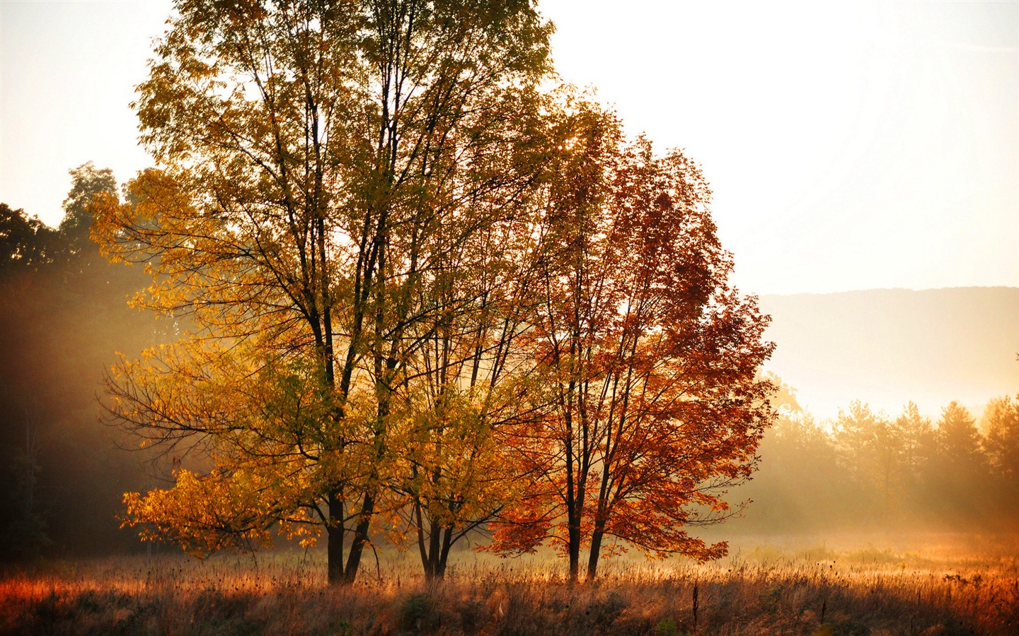 Rojo hojas de otoño bosque árboles HD wallpaper #7 - 1440x900