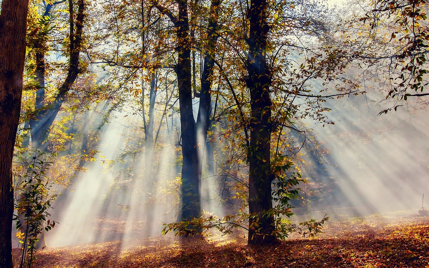 Podzimní červené listy lesních dřevin HD tapetu #9 - 1440x900