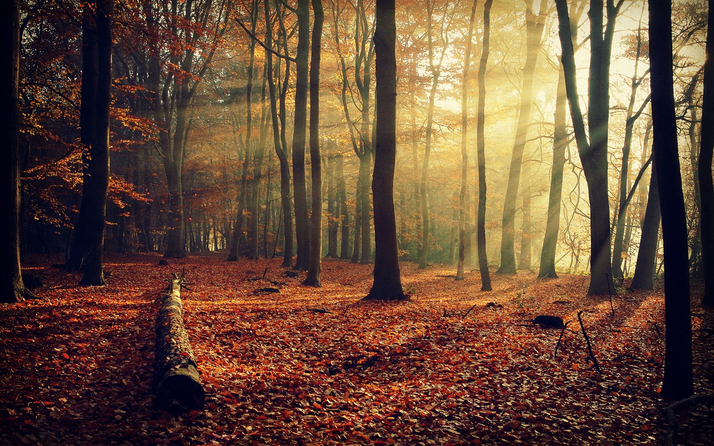 Automne feuilles rouges des arbres d'écran HD forêt #10 - 1440x900