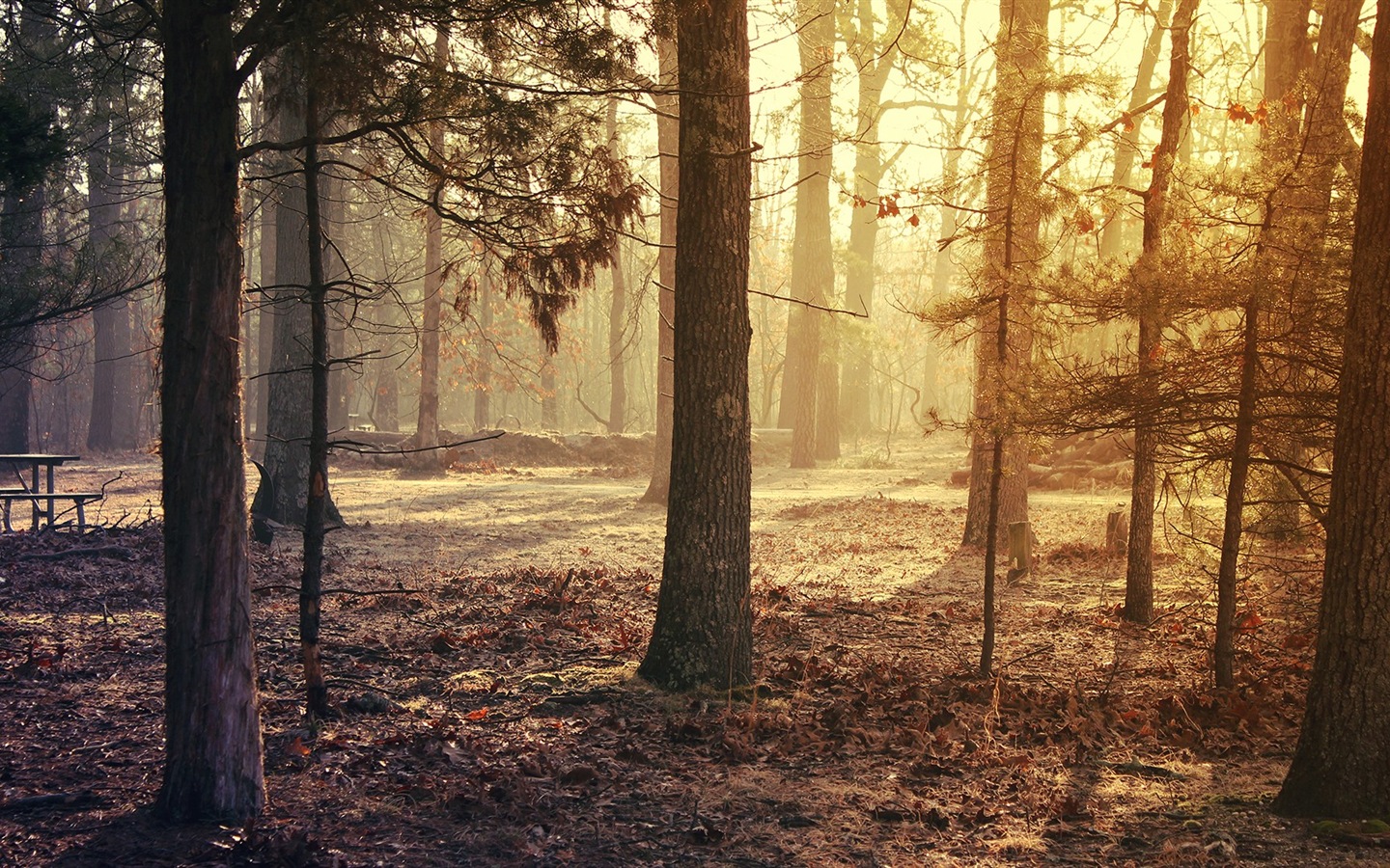 Podzimní červené listy lesních dřevin HD tapetu #11 - 1440x900