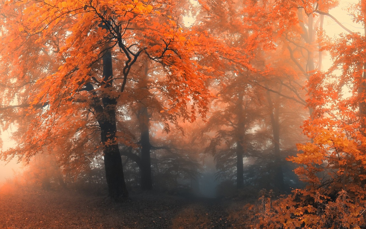 Automne feuilles rouges des arbres d'écran HD forêt #12 - 1440x900