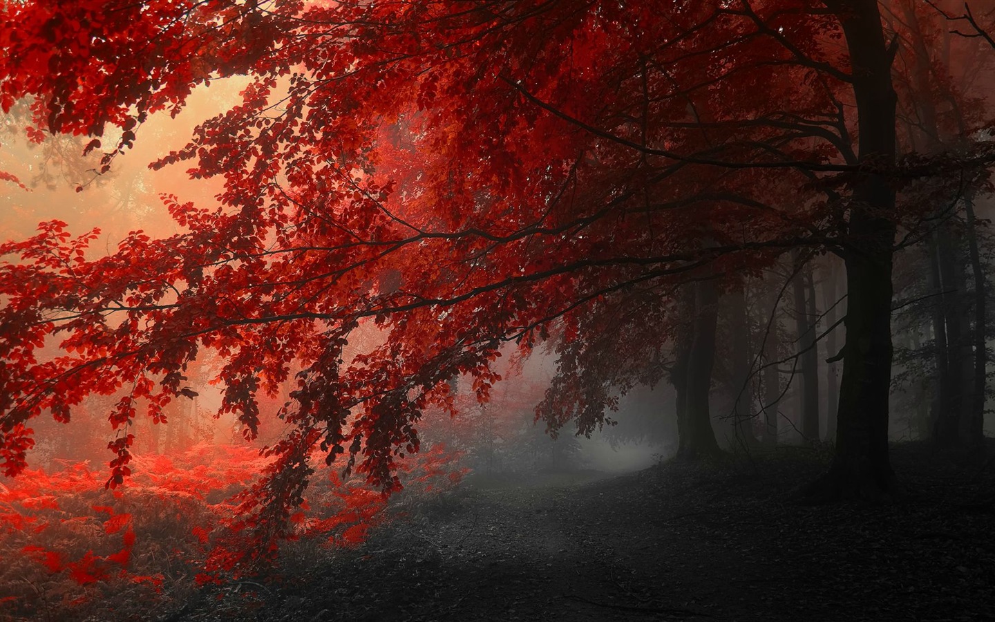 Rojo hojas de otoño bosque árboles HD wallpaper #14 - 1440x900
