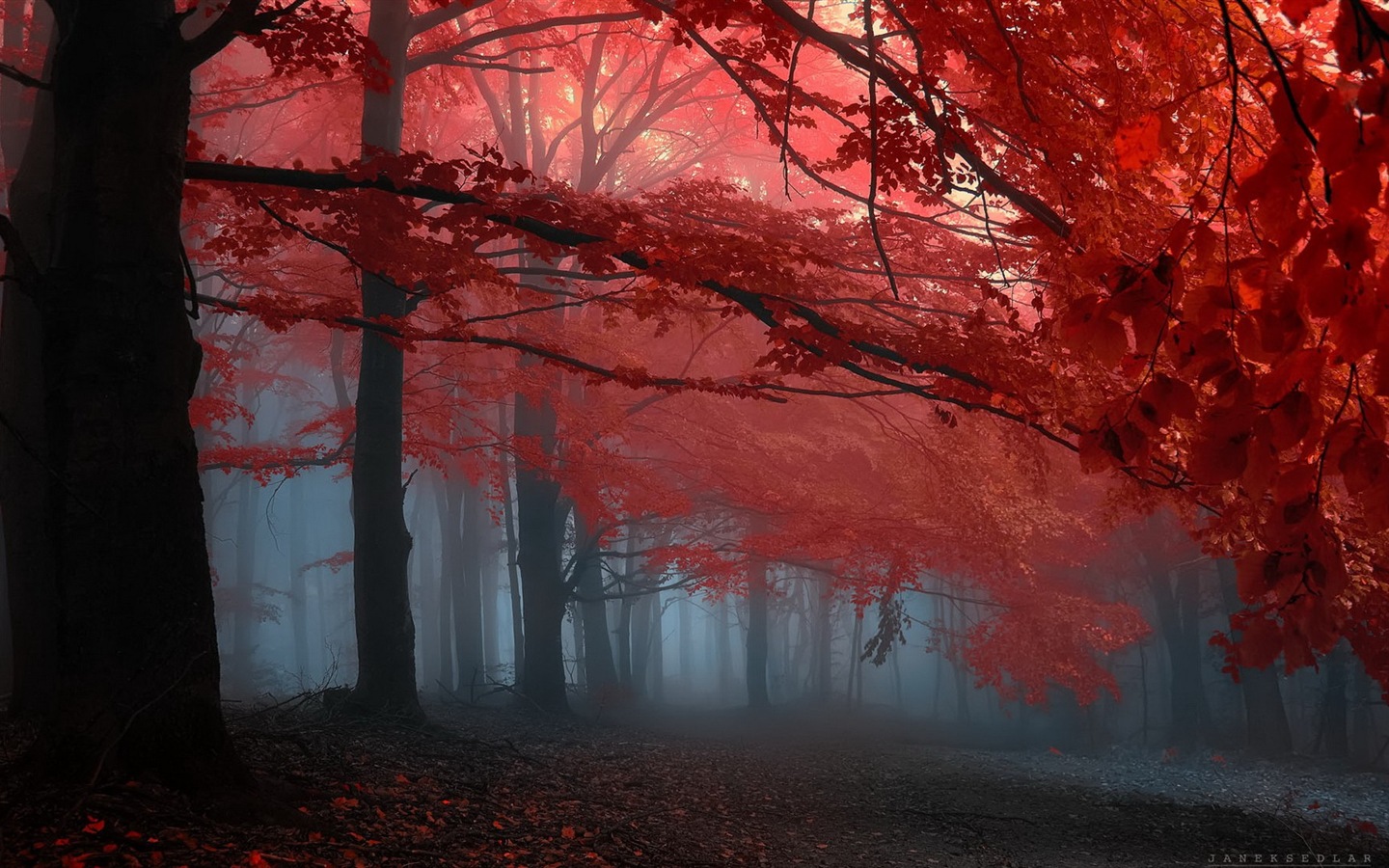 Automne feuilles rouges des arbres d'écran HD forêt #15 - 1440x900