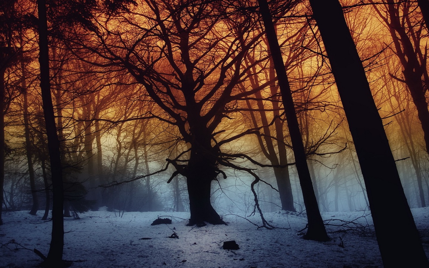 Podzimní červené listy lesních dřevin HD tapetu #16 - 1440x900