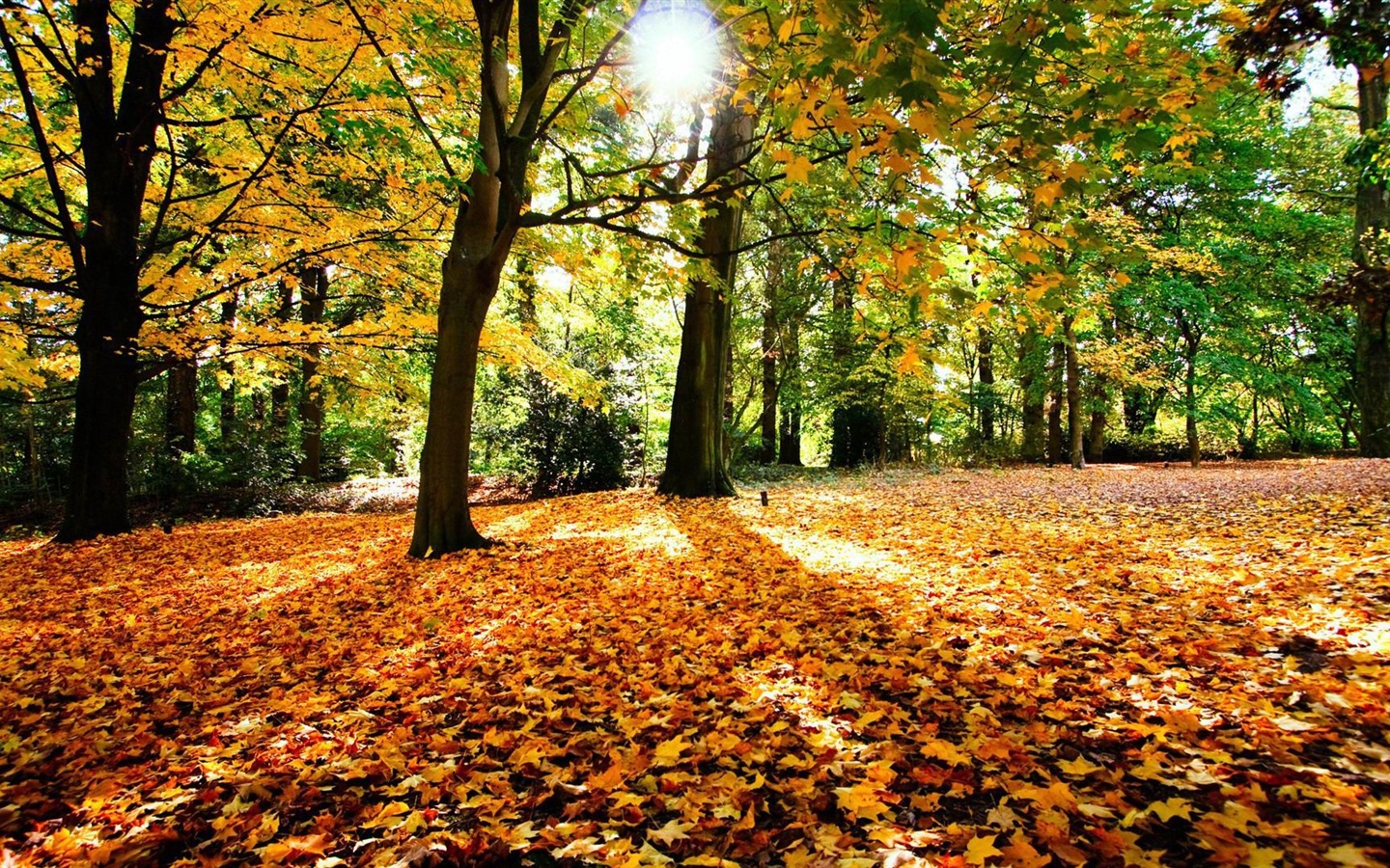 Thème de Windows 8.1 HD fonds d'écran: belles feuilles d'automne #5 - 1440x900