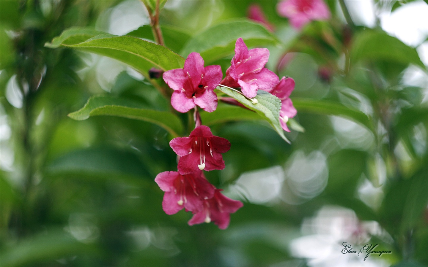 Windows 8 Theme HD Fonds d'écran: Belles fleurs #7 - 1440x900