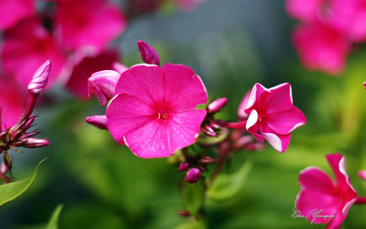 Windows 8 Theme HD Fonds d'écran: Belles fleurs #1 - 1440x900