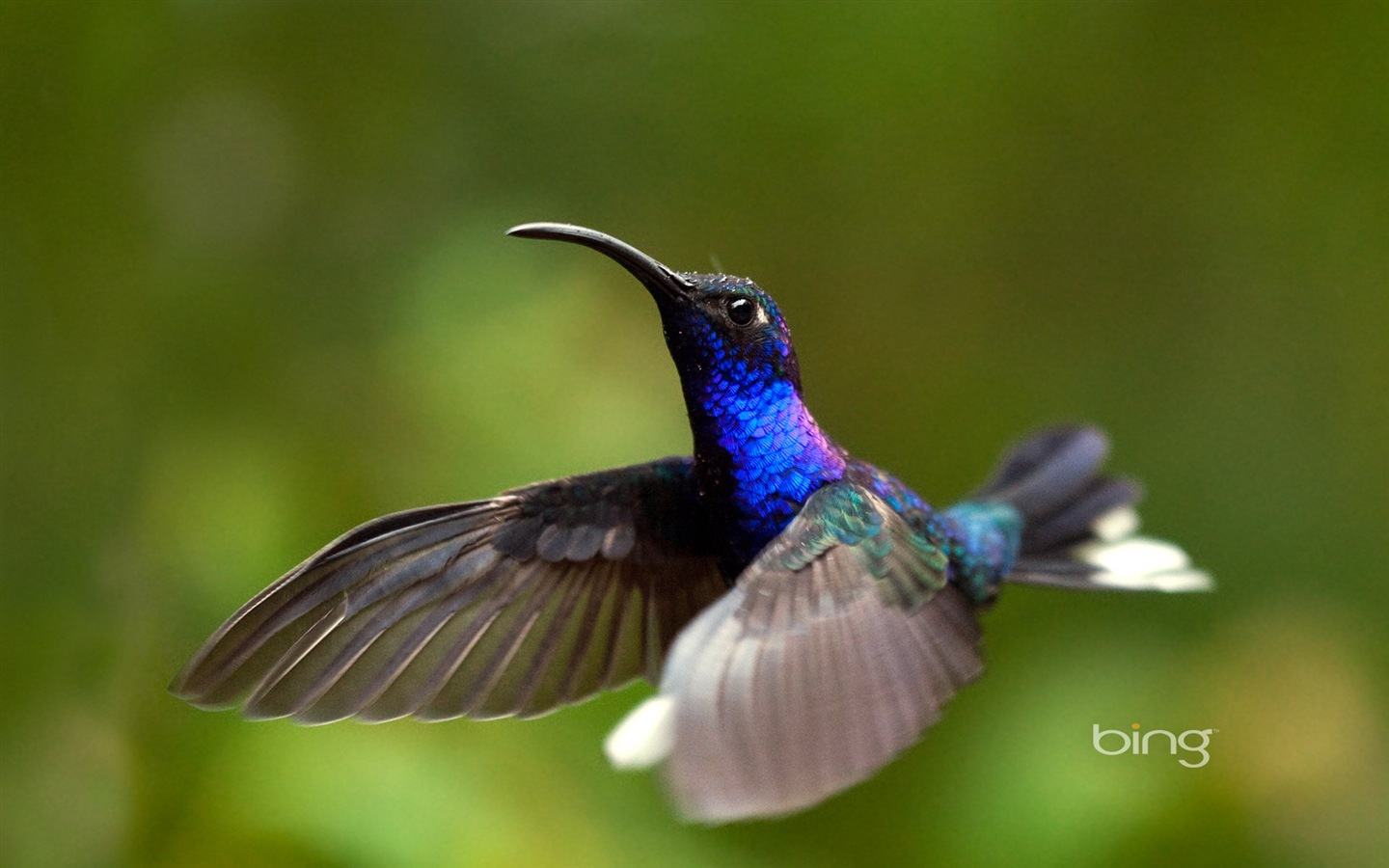 Bing 必應2014年1月壁紙精選 #9 - 1440x900