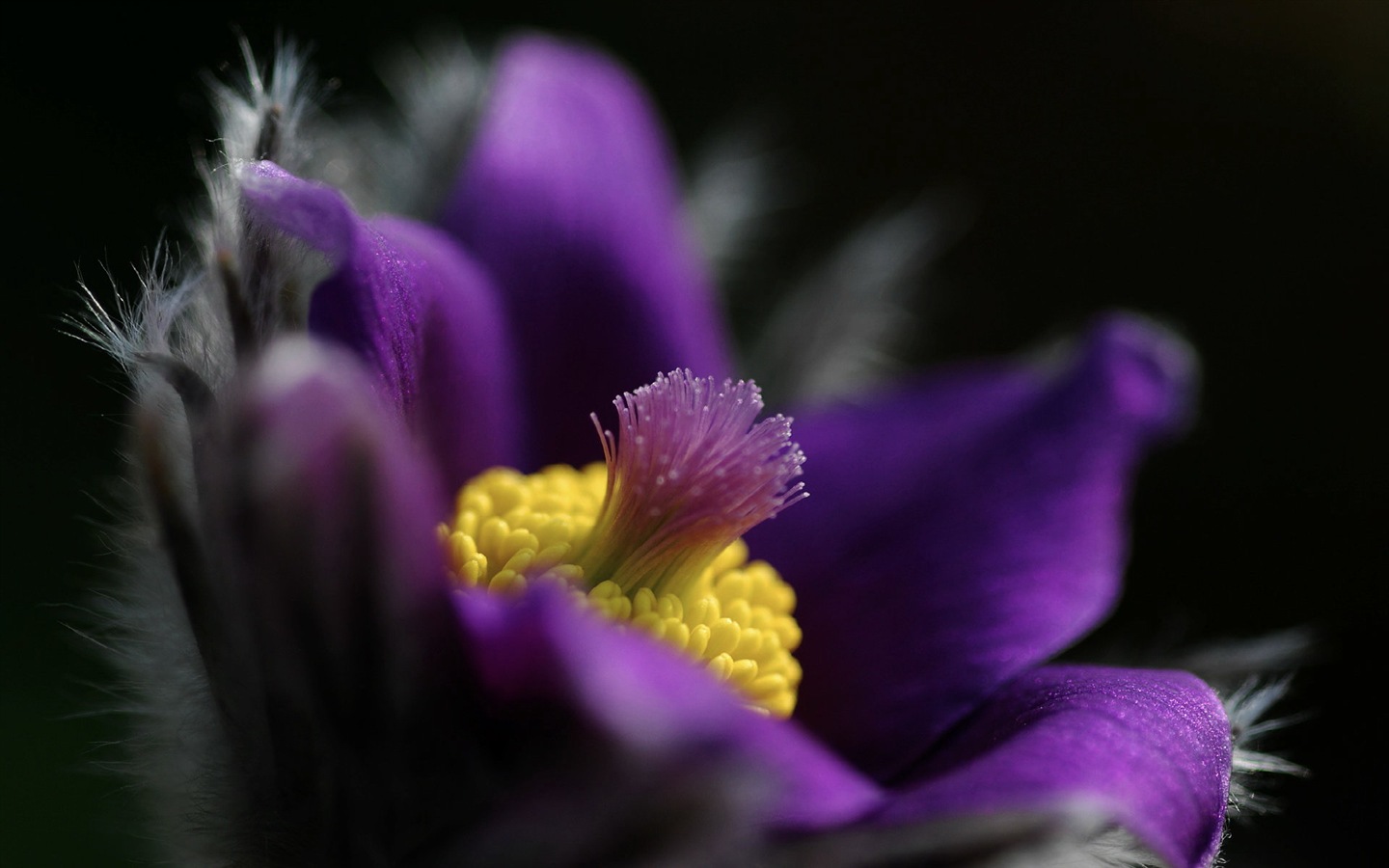 Des fleurs fraîches et de papier peint herbe HD #2 - 1440x900