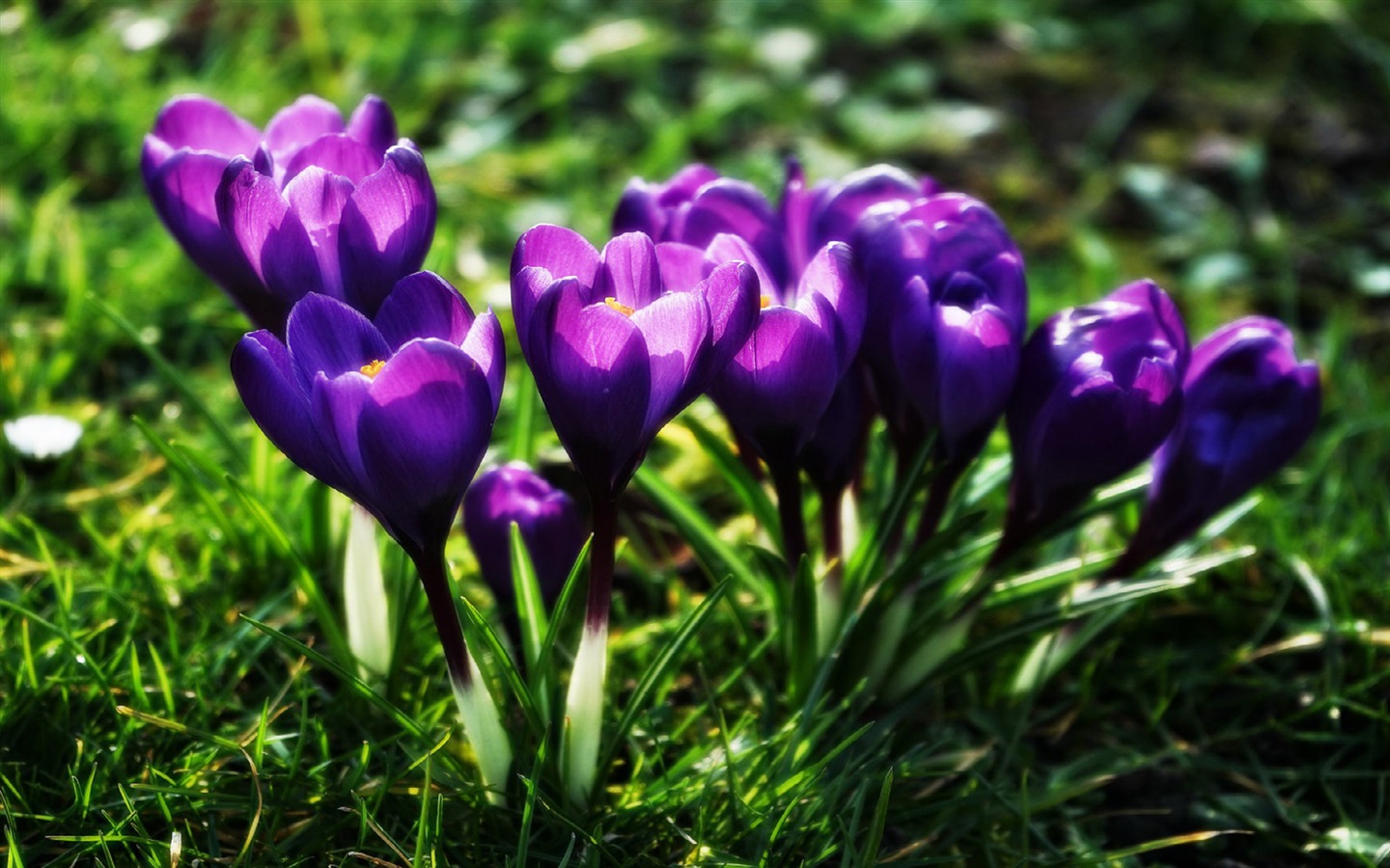 Des fleurs fraîches et de papier peint herbe HD #5 - 1440x900