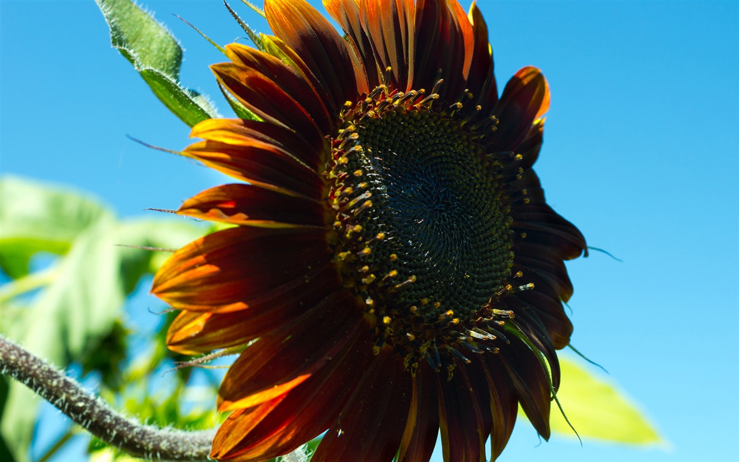 Des fleurs fraîches et de papier peint herbe HD #7 - 1440x900