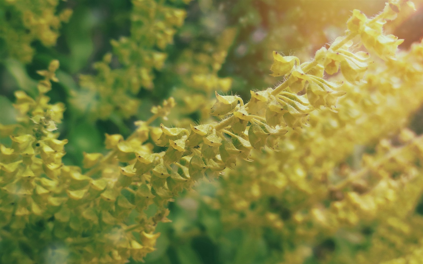 Des fleurs fraîches et de papier peint herbe HD #8 - 1440x900