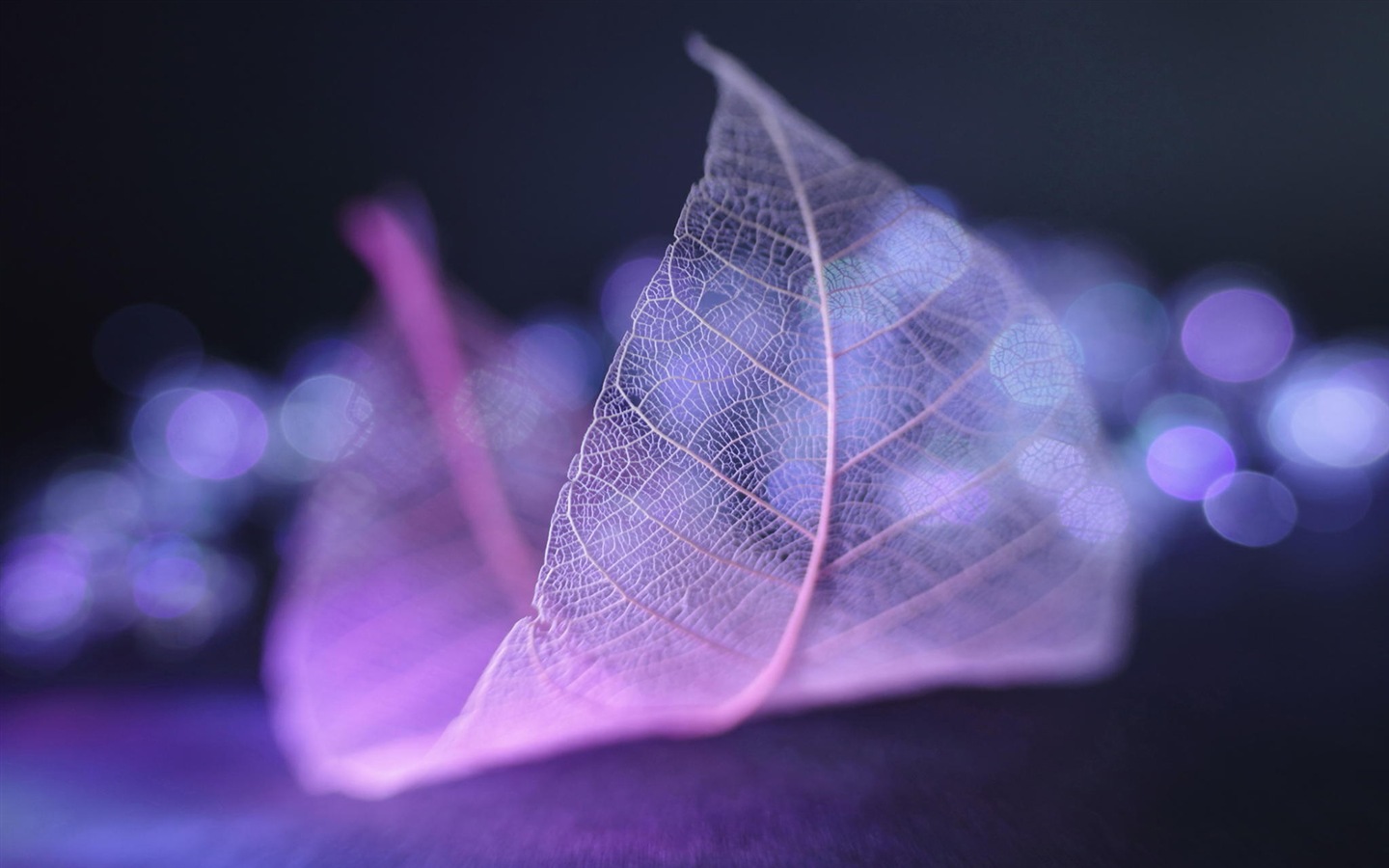 Leaf vein HD photography wallpaper #2 - 1440x900