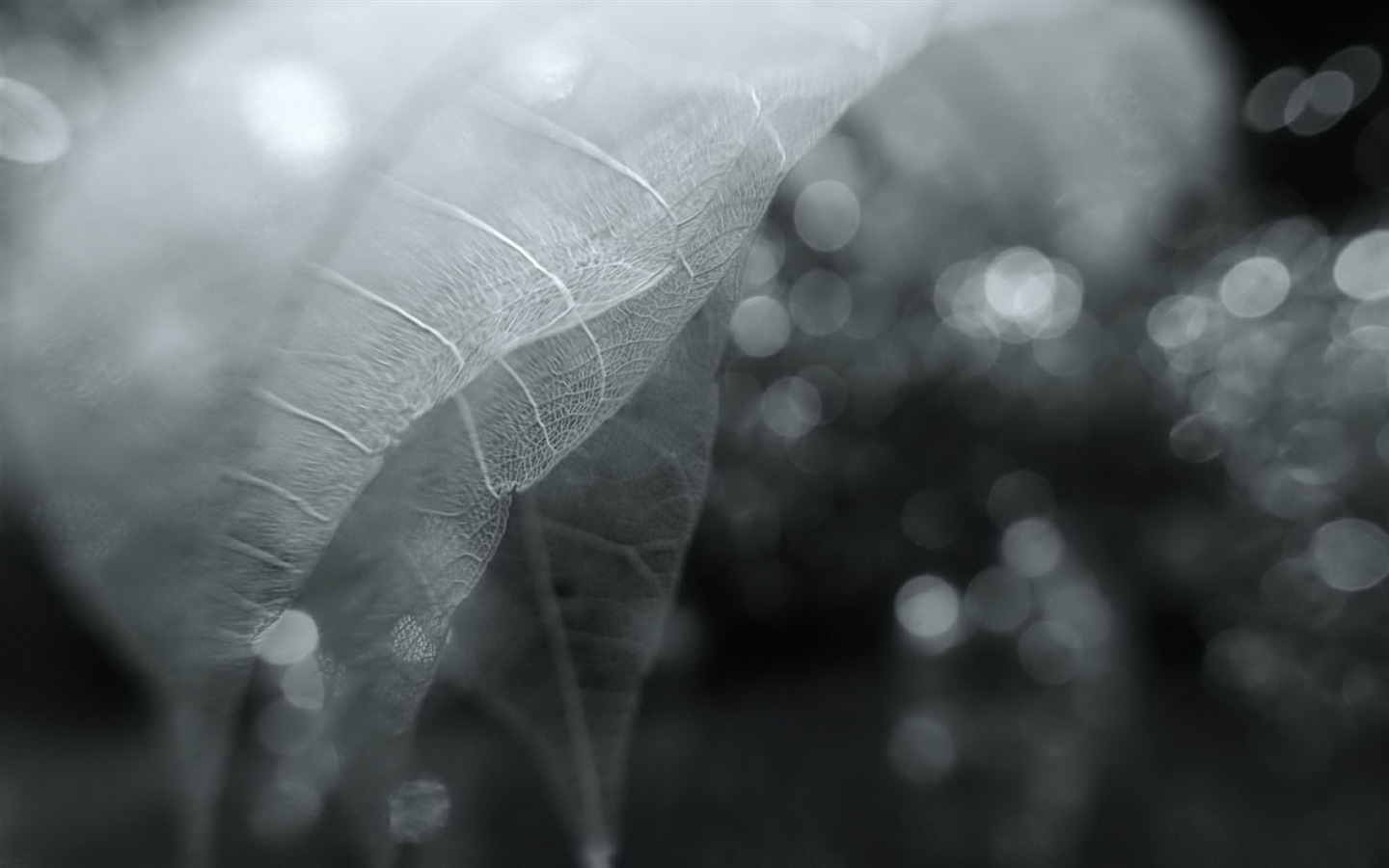叶子的脉络 高清摄影壁纸6 - 1440x900
