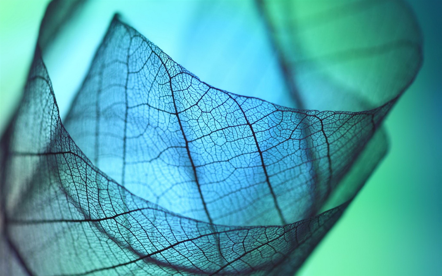 Leaf vein HD photography wallpaper #8 - 1440x900