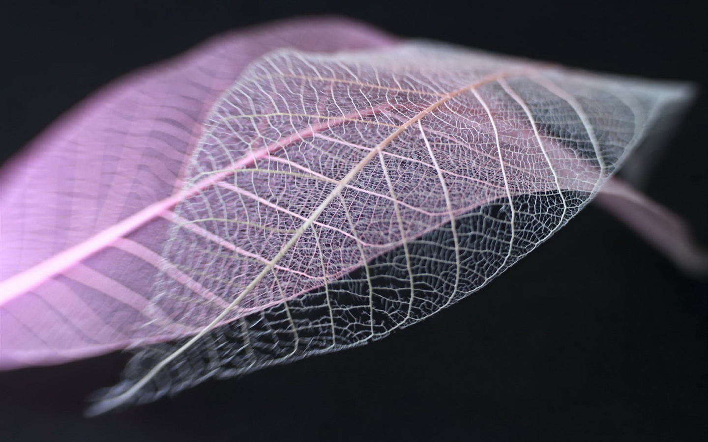 叶子的脉络 高清摄影壁纸12 - 1440x900