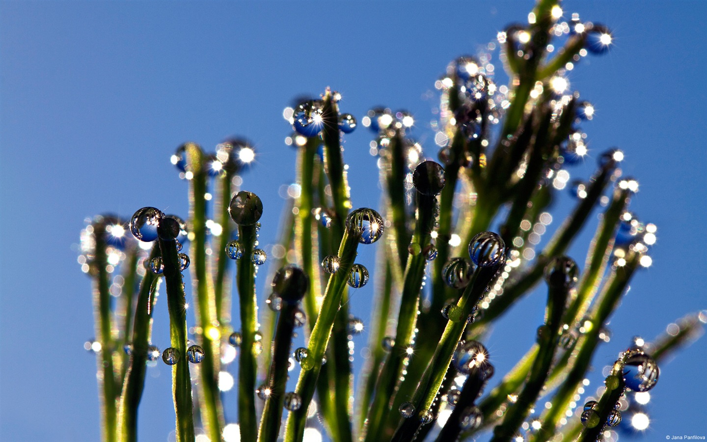 Water, the source of life, Windows 8 theme HD wallpapers #5 - 1440x900