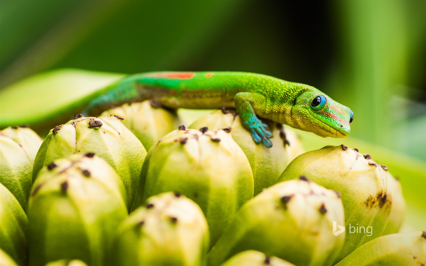 April 2014 Bing HD wallpapers #1 - 1440x900