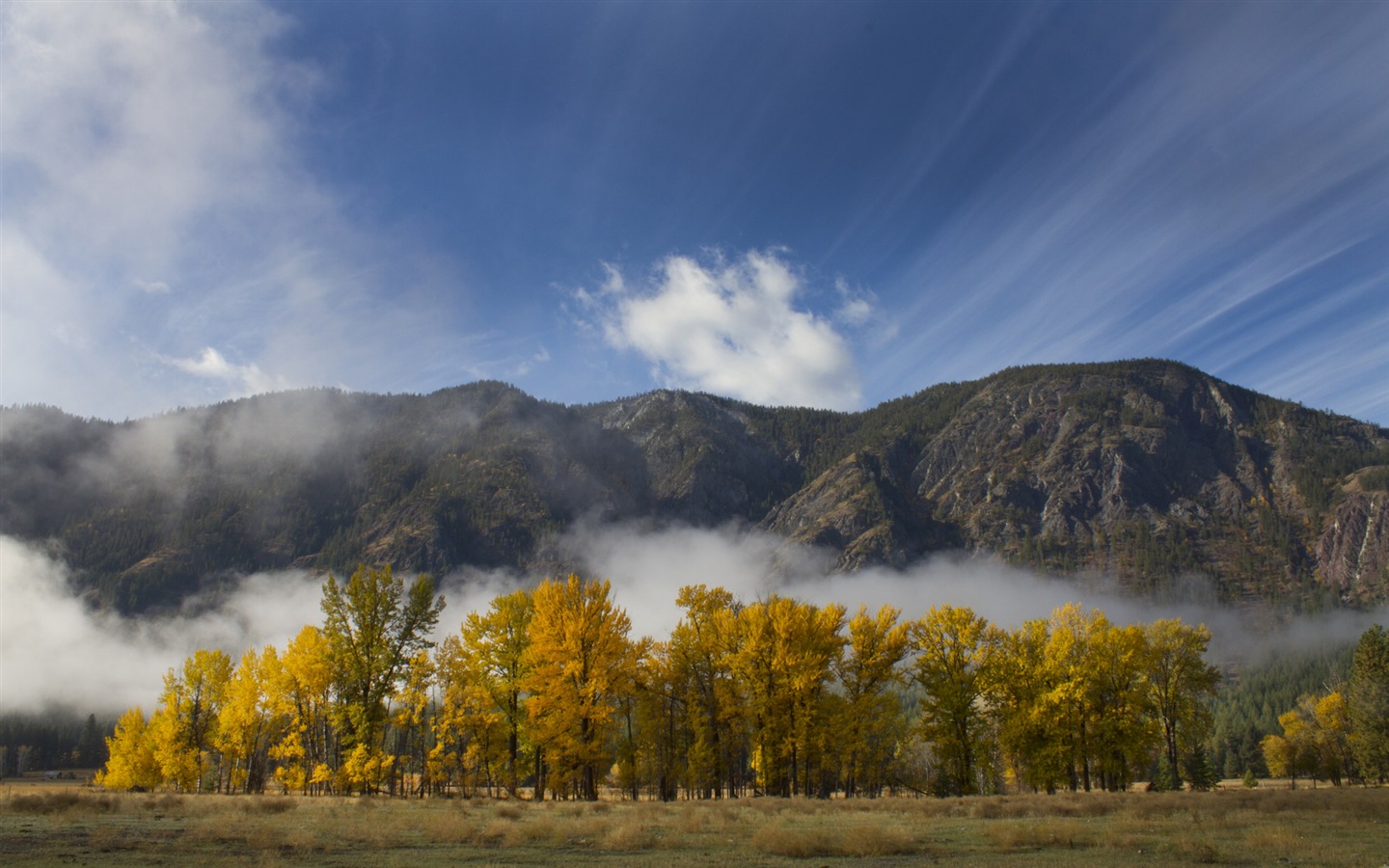 Hojas de otoño de niebla y los árboles fondos de pantalla de alta definición #9 - 1440x900