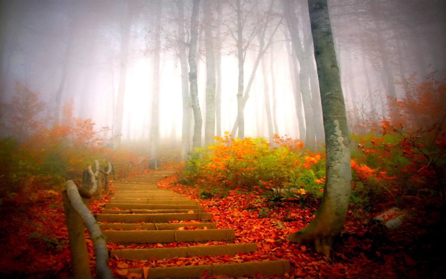 雾的秋天，红叶树木，高清壁纸12 - 1440x900