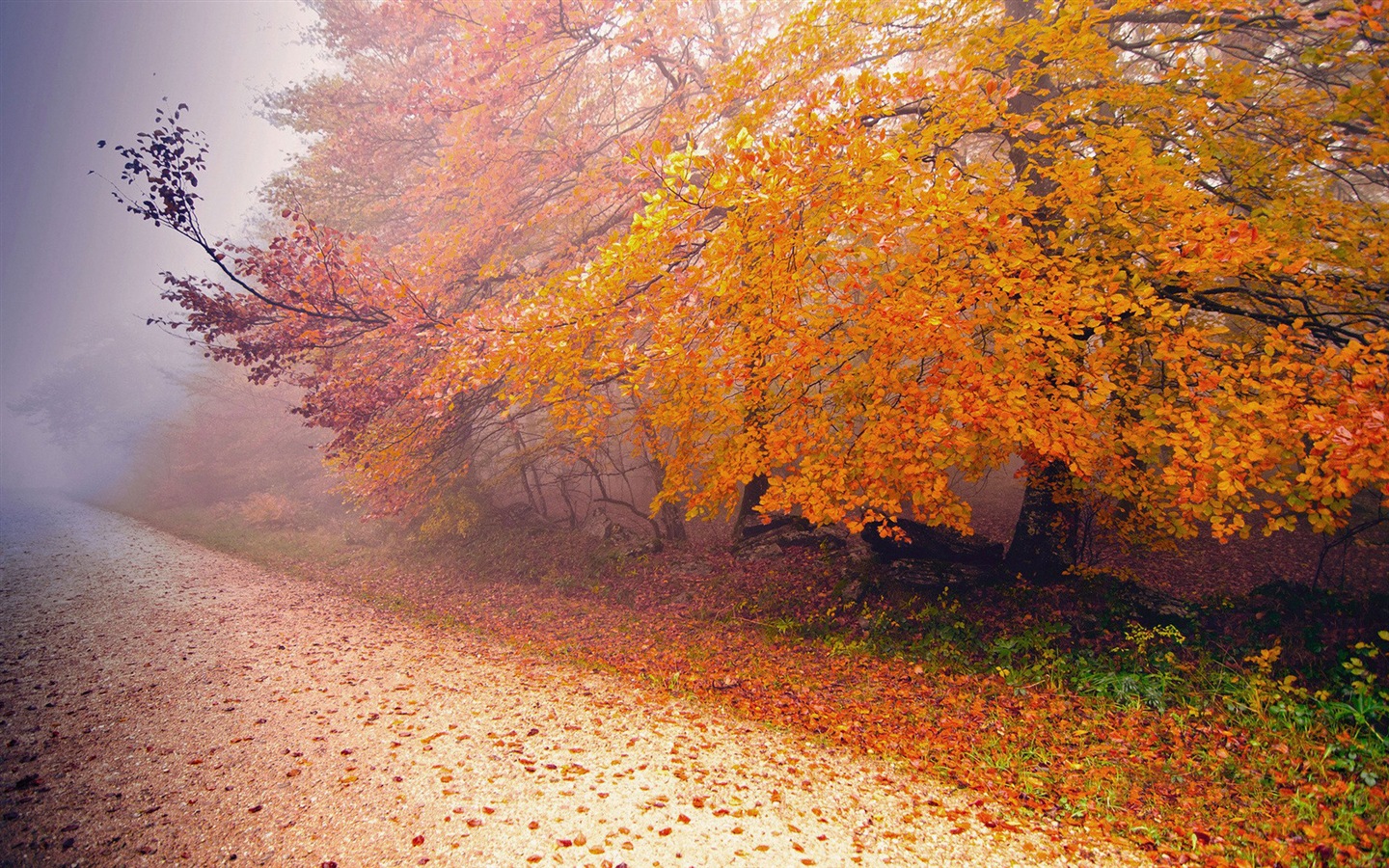 雾的秋天，红叶树木，高清壁纸13 - 1440x900