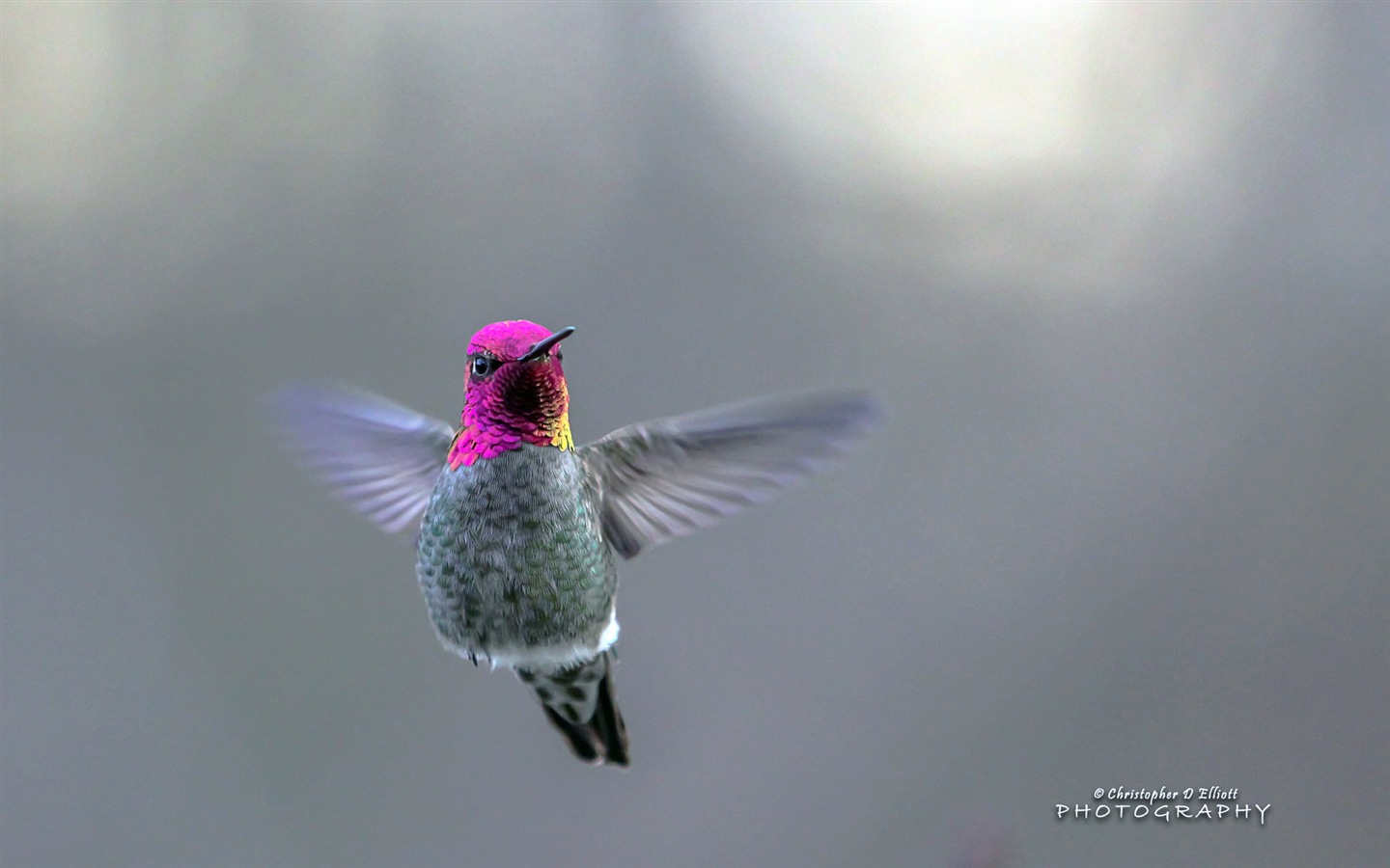 會飛的動物，鳥兒 高清壁紙 #8 - 1440x900
