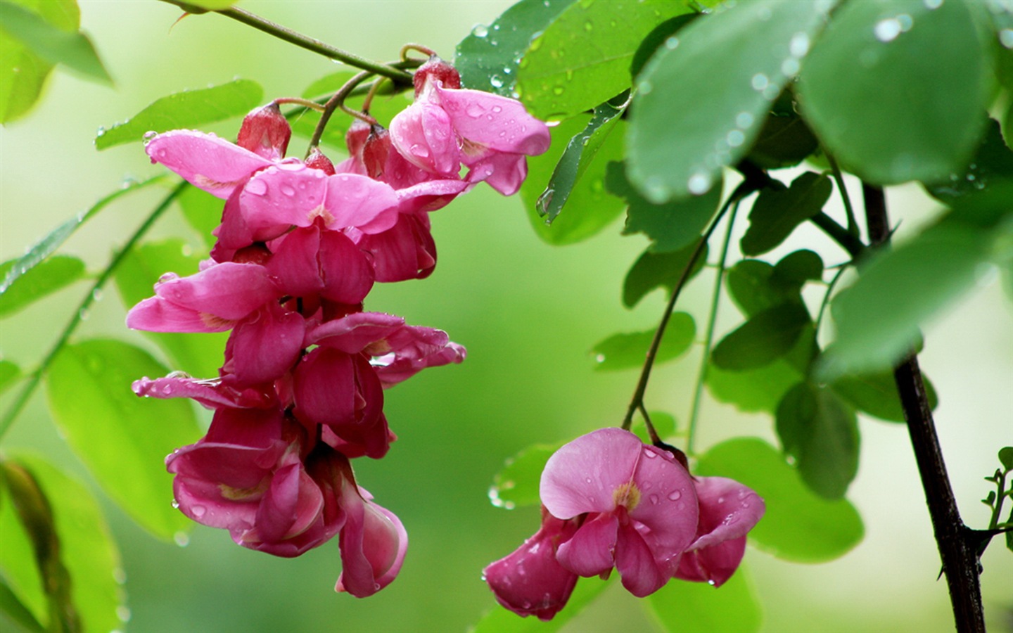 White pink locust tree flowers HD wallpapers #1 - 1440x900