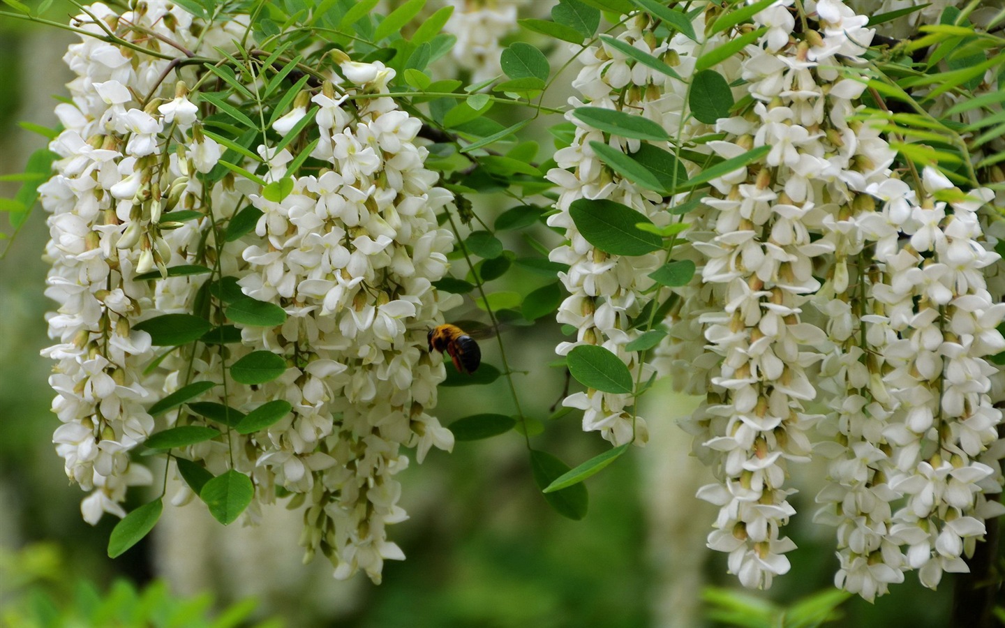 白色粉红色槐树花 高清壁纸4 - 1440x900