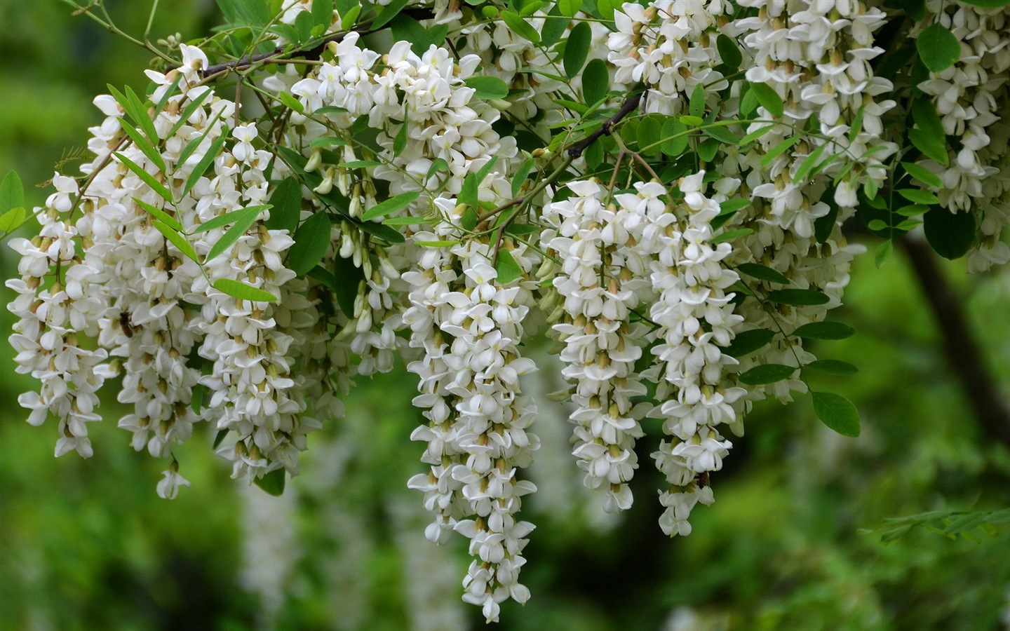 White pink locust tree flowers HD wallpapers #5 - 1440x900