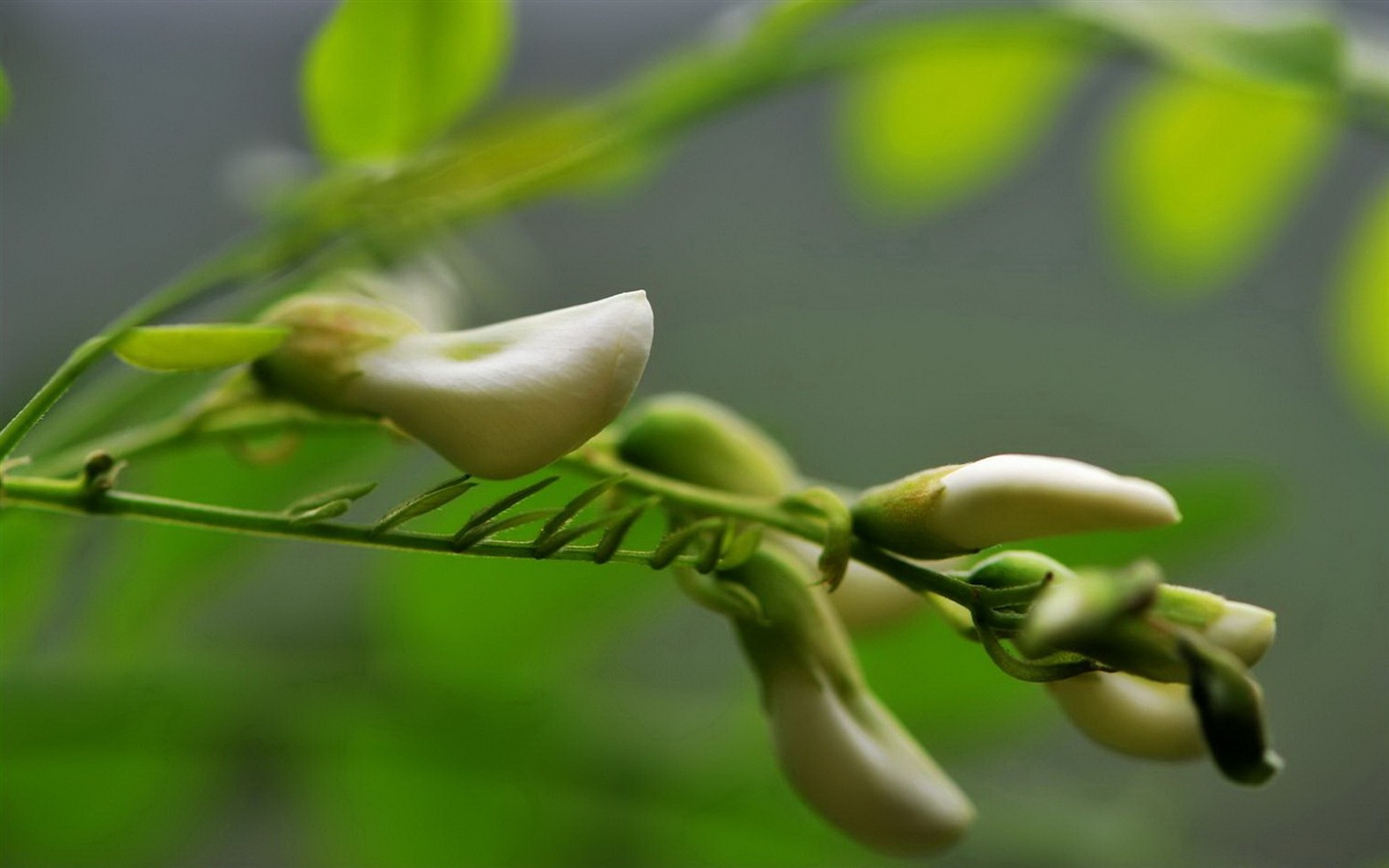 White pink locust tree flowers HD wallpapers #9 - 1440x900