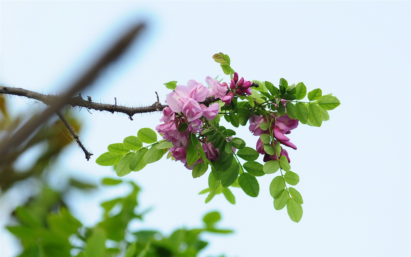 화이트 핑크 메뚜기 나무 꽃의 HD 배경 화면 #11 - 1440x900